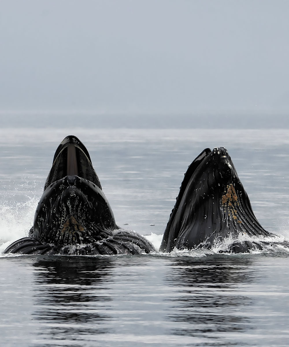 Alaska Whale Watching Tour, humpback whales, orcas, whale photography