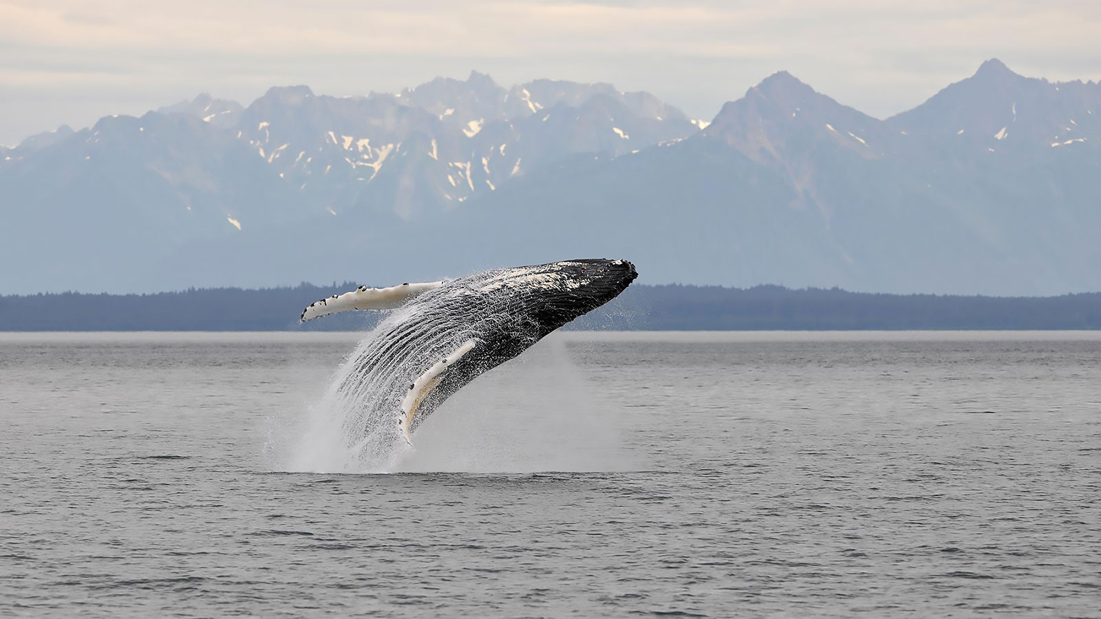 Alaska Whale Watching Tour, humpback whales, orcas, whale photography
